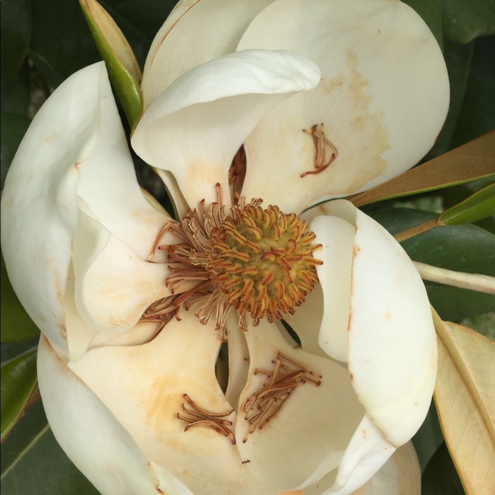 Meet your Posher, Ana